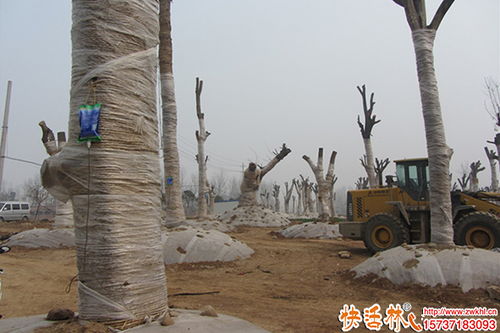 大樹移栽如何提高成活率 綠化工程的關鍵技術與措施