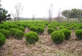 綠化工程 打造綠色生態(tài)，構(gòu)建美麗家園