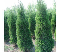 蜀檜龍柏苗 優(yōu)質(zhì)綠化苗木的選擇與種植指南