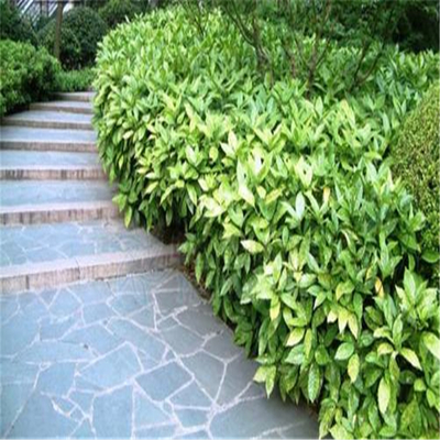 灑金珊瑚 庭院景觀耐陰植物的理想選擇