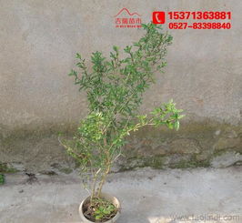 金邊六月雪 60厘米高大苗批發(fā)供應(yīng)，綠化工程優(yōu)選苗木