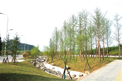 都梁新區沿福德大道段綠化工程預計4月建成投用，打造生態宜居新畫卷