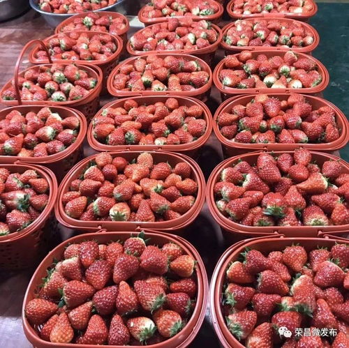 榮昌本地農(nóng)副產(chǎn)品線上選購指南 手機(jī)下單，美味到家